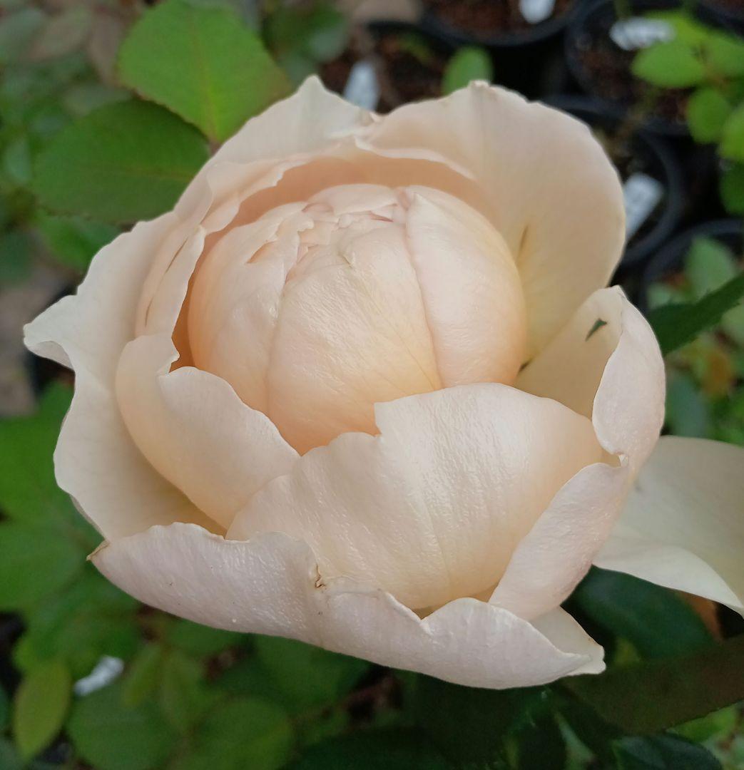 バラ苗(入手困難切り花種) 超激レア種 和バラ