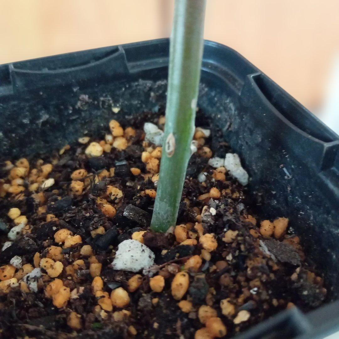 バラ苗(入手困難切り花種) 超激レア種 和バラ