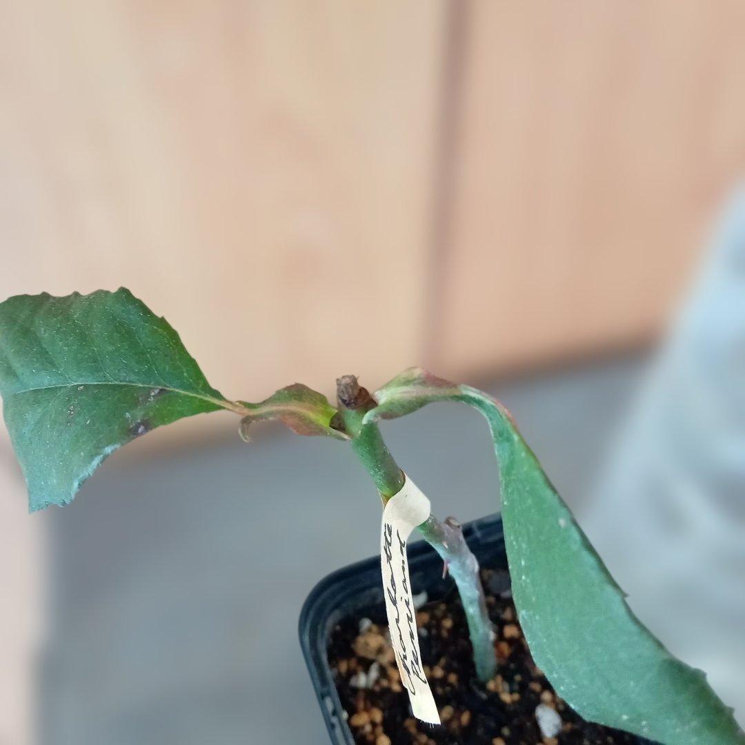 バラ苗(入手困難切り花種) 超激レア種 和バラ