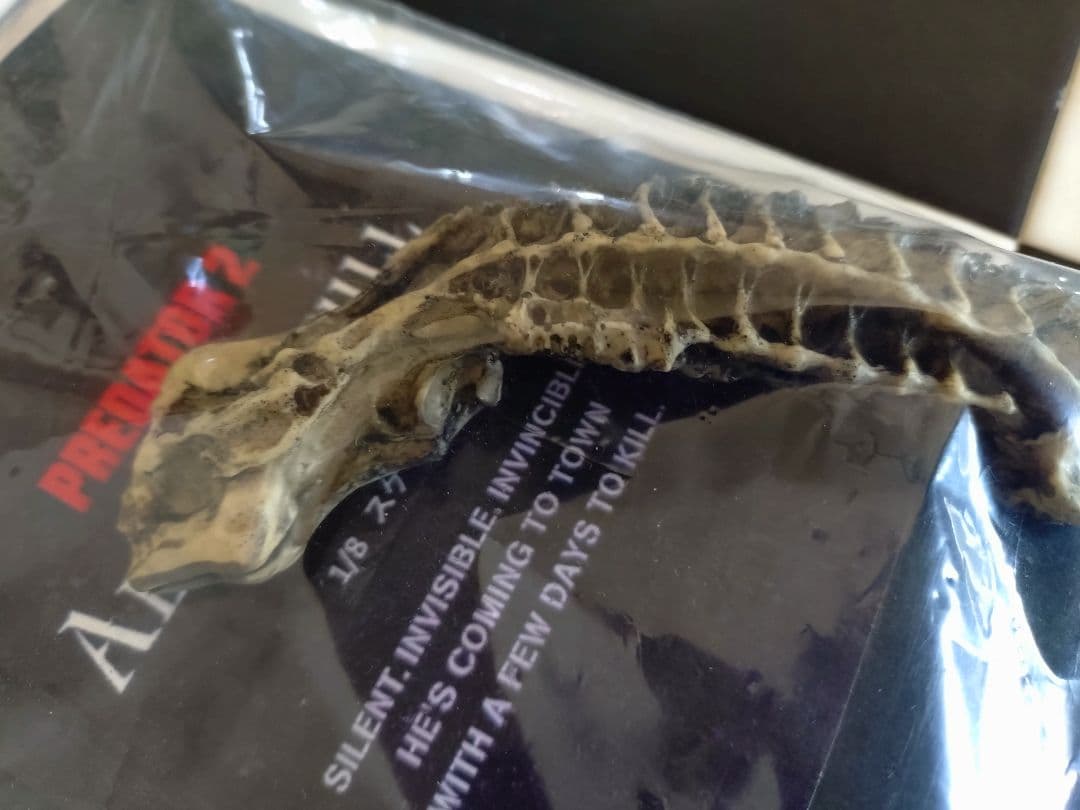 エイリアン スカル トロフィー プレデター 1/8 フィギュア