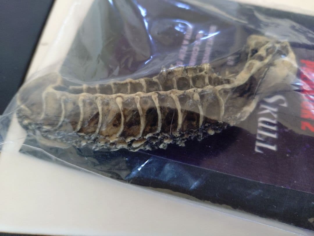 エイリアン スカル トロフィー プレデター 1/8 フィギュア