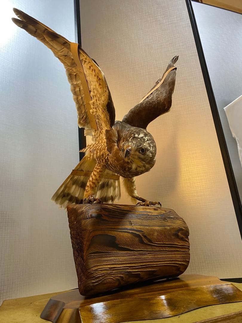 【きよ】鷹　剥製