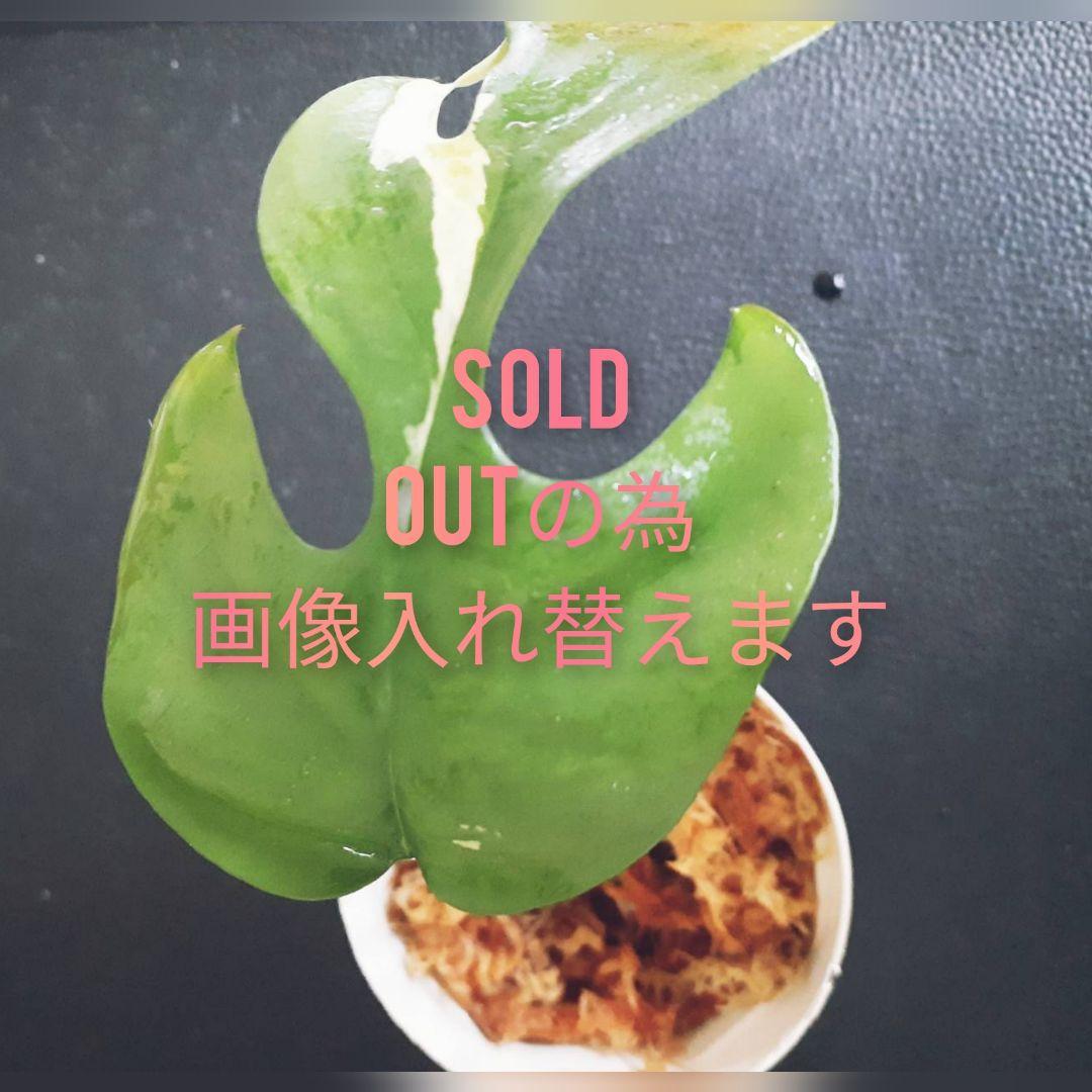 【希少品種】ラフィドフォラテトラスペルマパラゴン 斑入り ヒメモンステラ