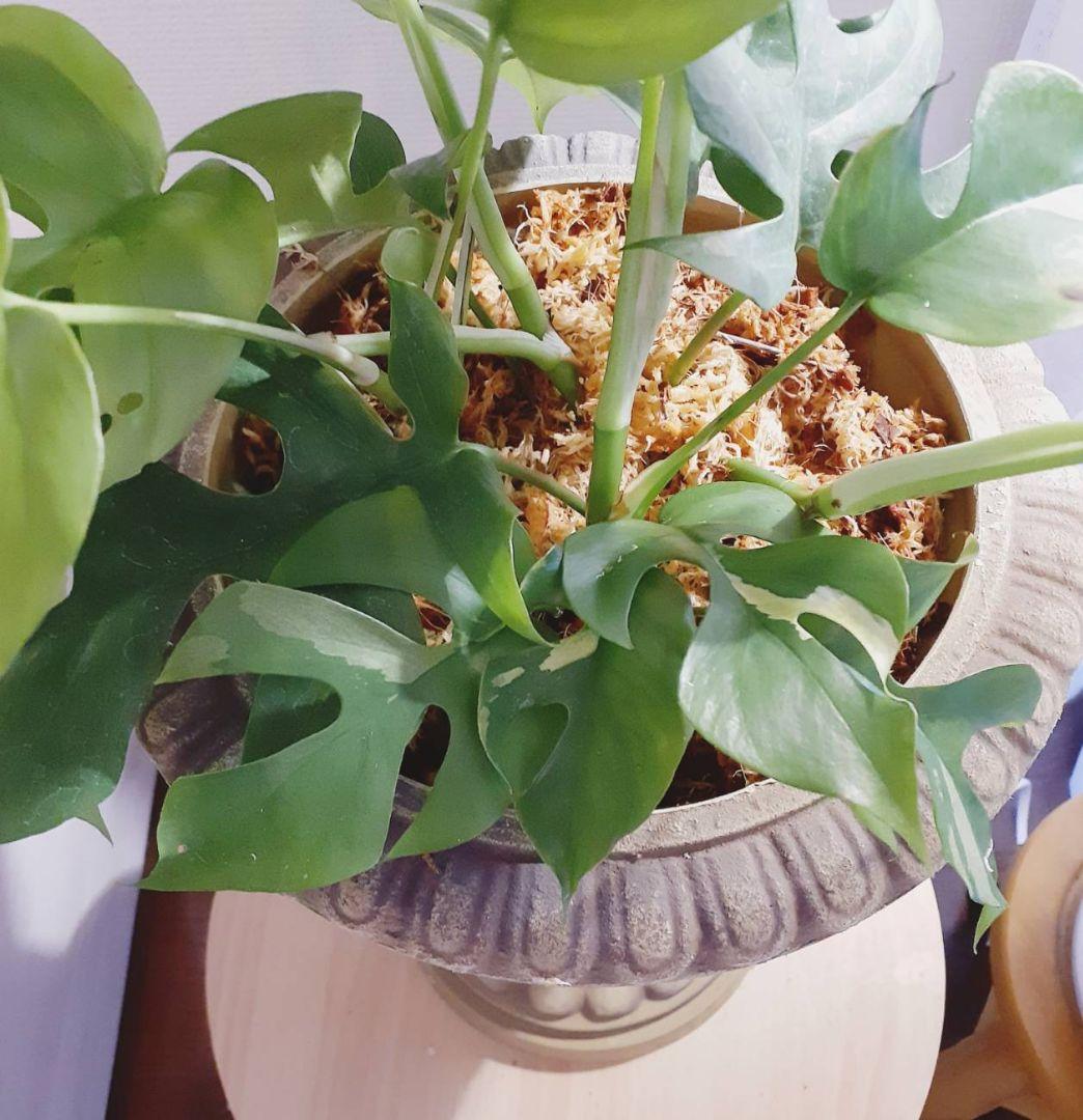 【希少品種】ラフィドフォラテトラスペルマパラゴン 斑入り ヒメモンステラ