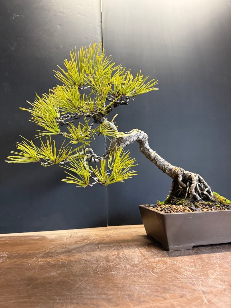 T*4様 新年オークション　赤松盆栽文人木