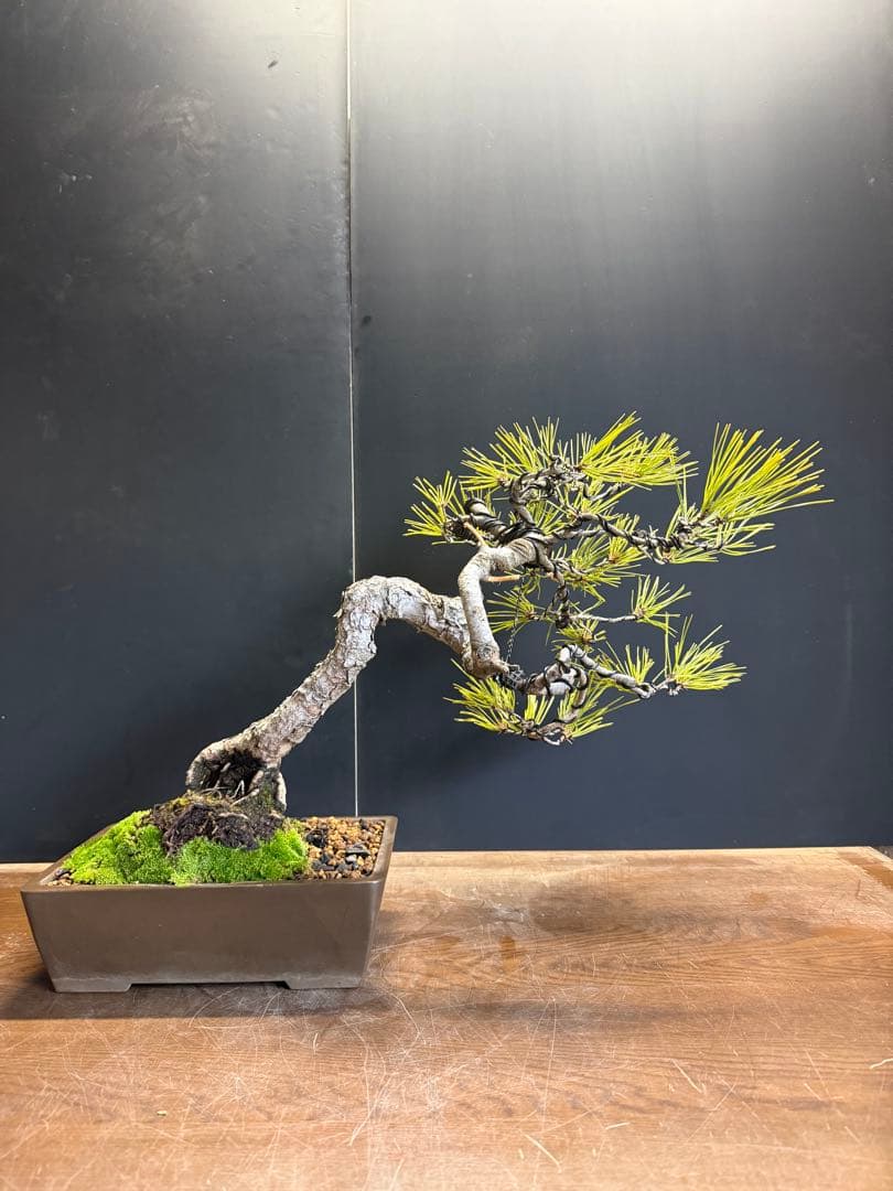 T*4様 新年オークション　赤松盆栽文人木
