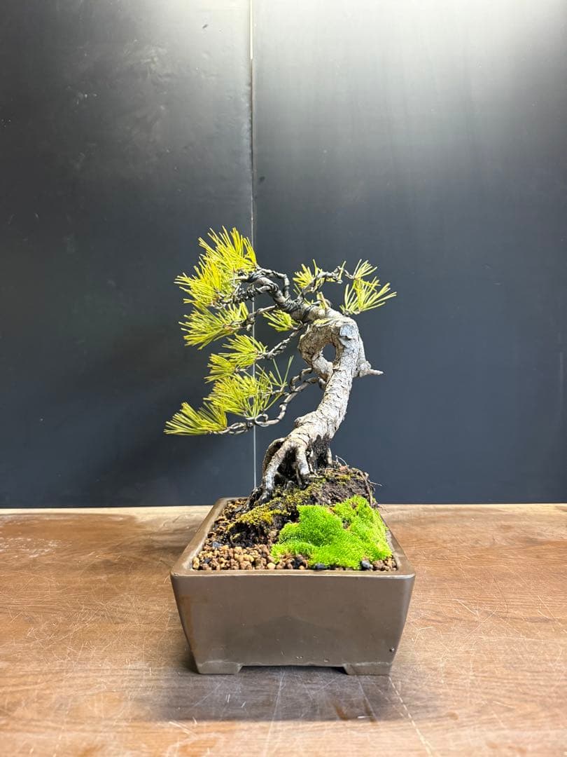 T*4様 新年オークション　赤松盆栽文人木