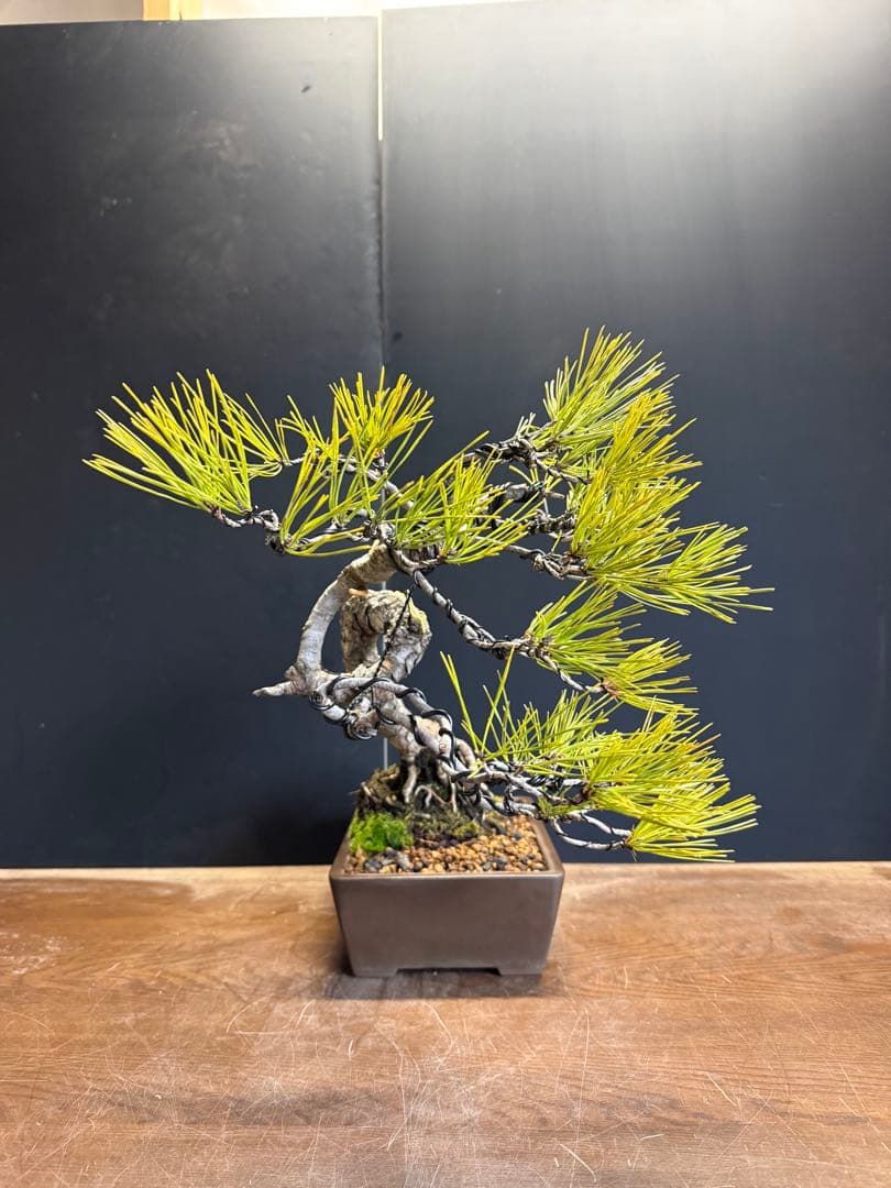 T*4様 新年オークション　赤松盆栽文人木