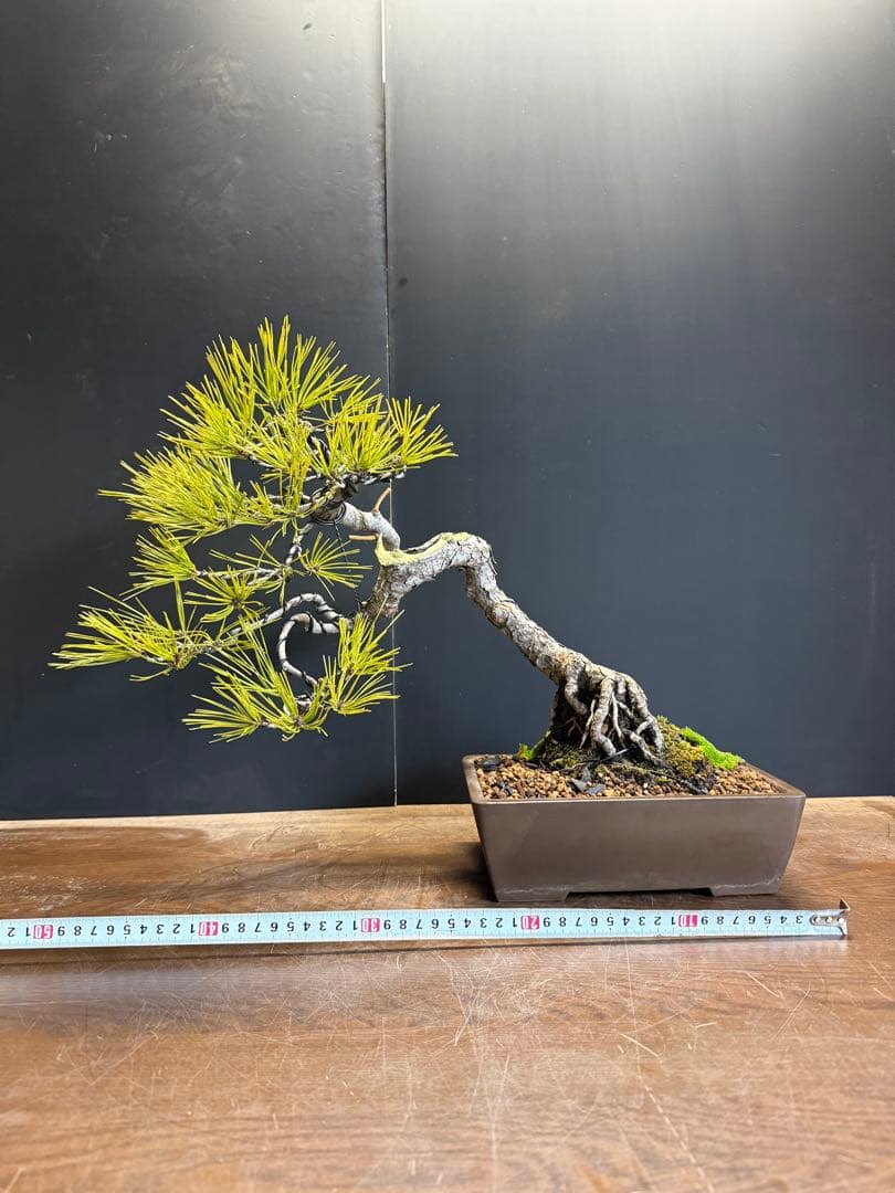 T*4様 新年オークション　赤松盆栽文人木