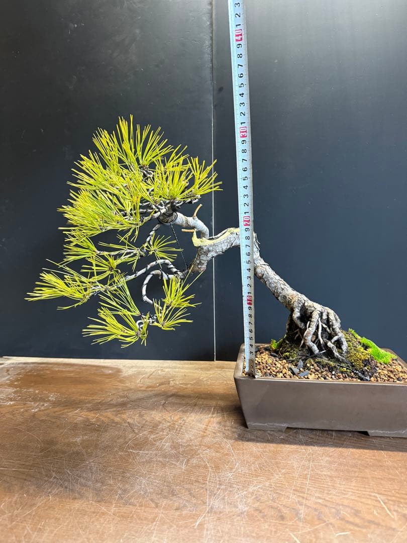T*4様 新年オークション　赤松盆栽文人木