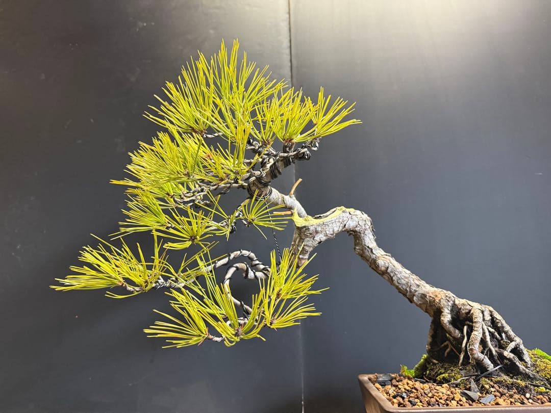 T*4様 新年オークション　赤松盆栽文人木