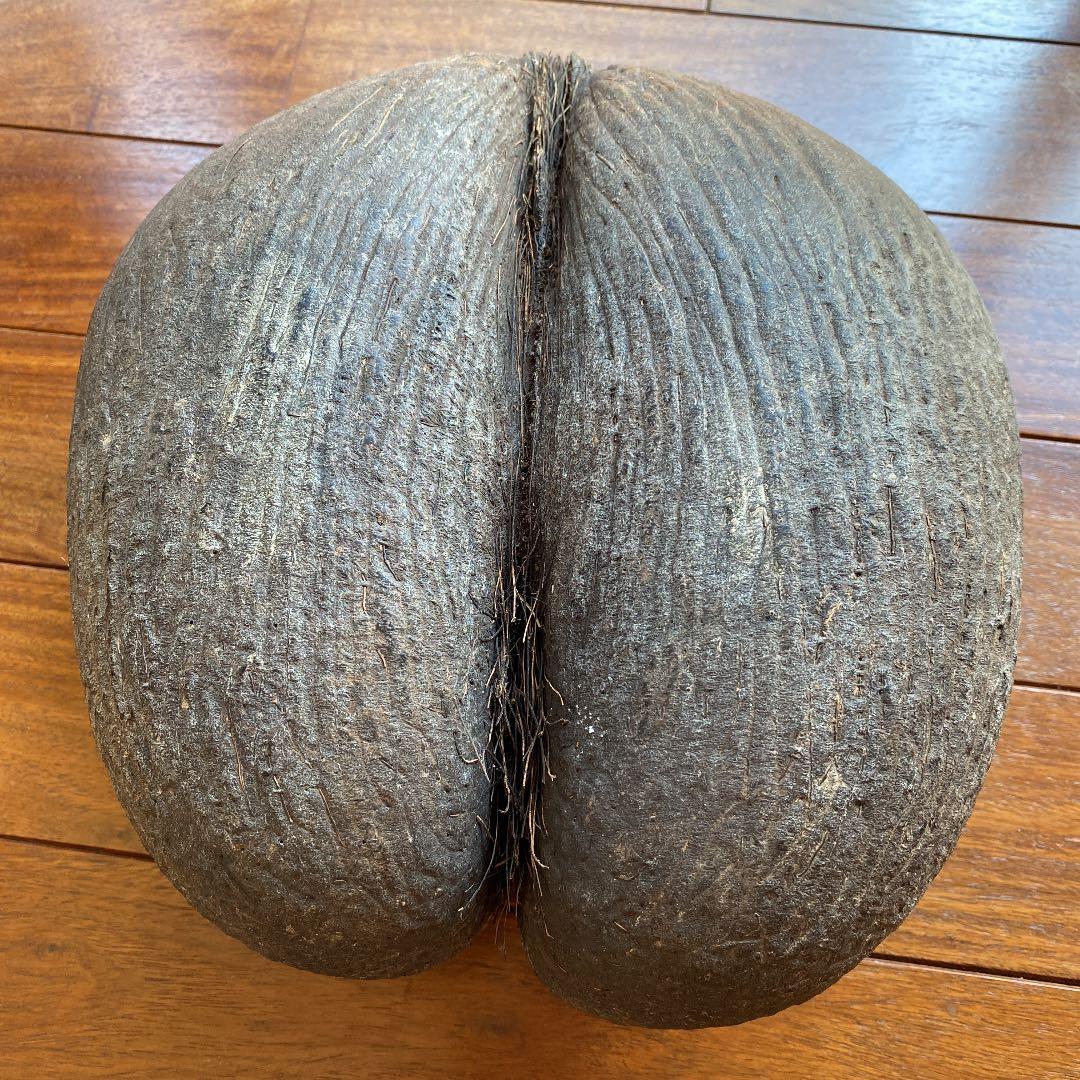 フタゴヤシ　禁断の果実　送料無料☆☆☆