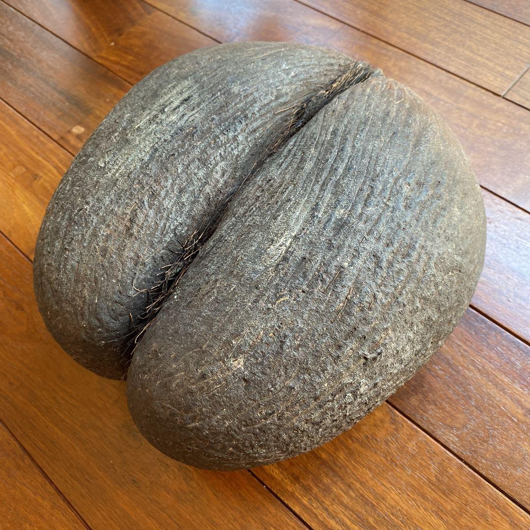 フタゴヤシ　禁断の果実　送料無料☆☆☆