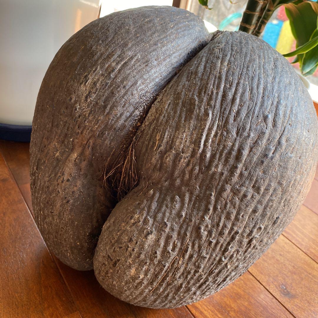 フタゴヤシ　禁断の果実　送料無料☆☆☆