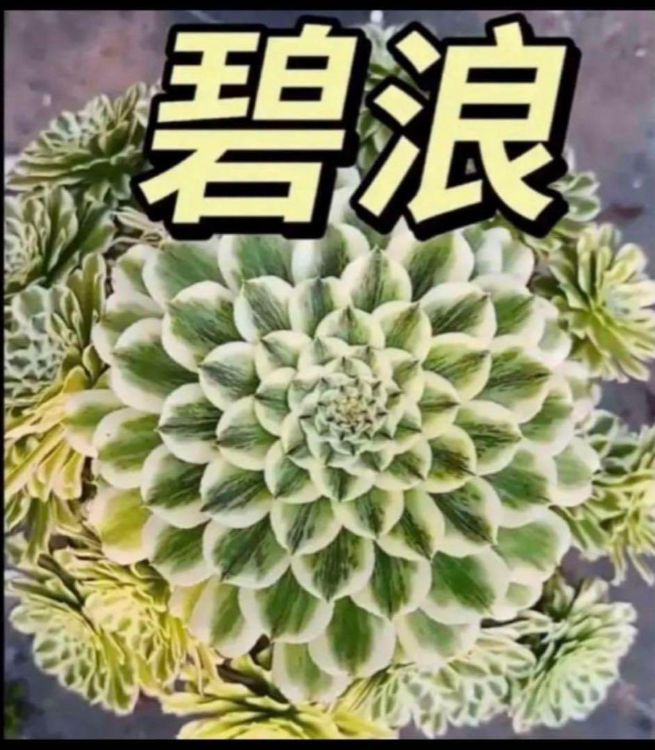 76#多肉植物❤️アエオニウム錦❤️青い波❤️1大頭8小頭24cm拔き苗