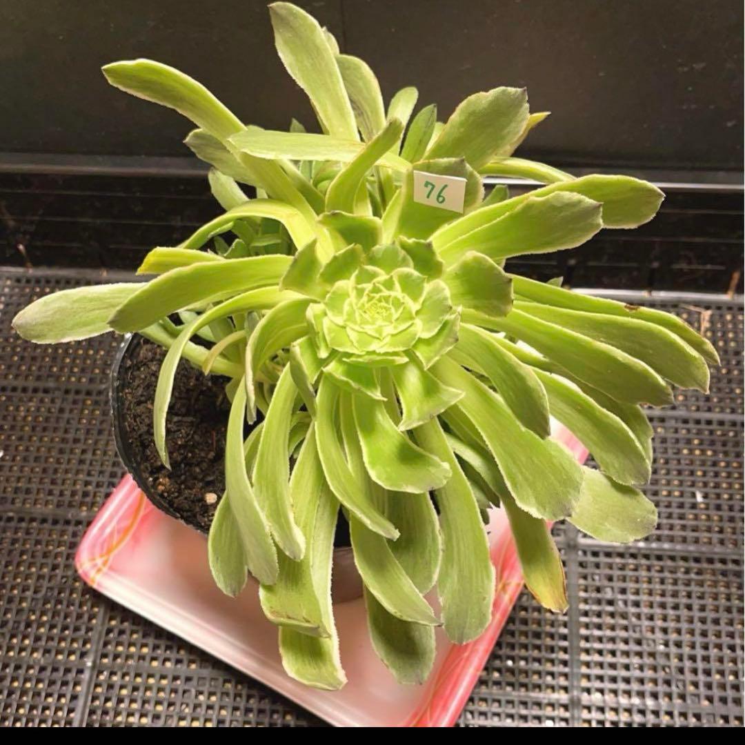 76#多肉植物❤️アエオニウム錦❤️青い波❤️1大頭8小頭24cm拔き苗