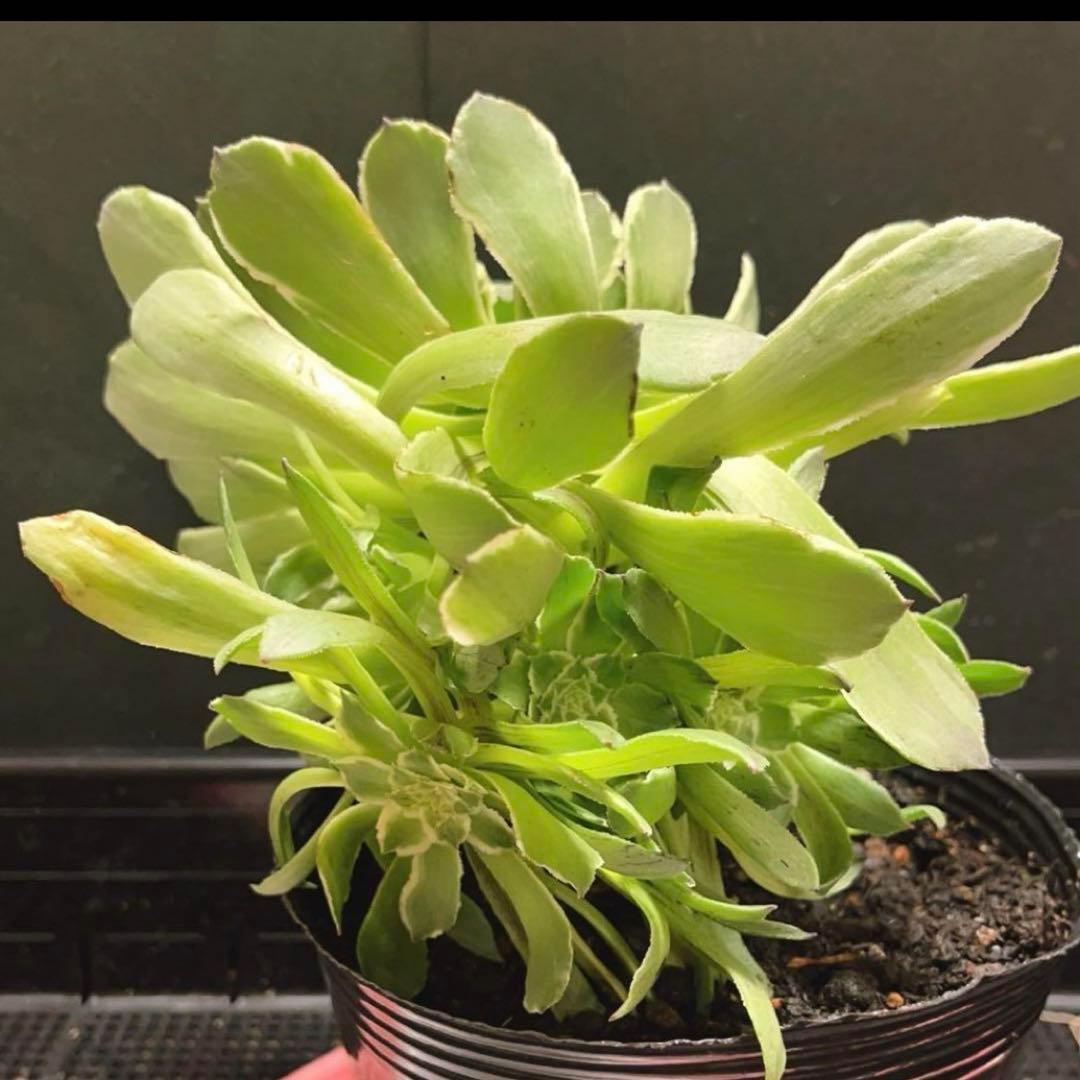 76#多肉植物❤️アエオニウム錦❤️青い波❤️1大頭8小頭24cm拔き苗