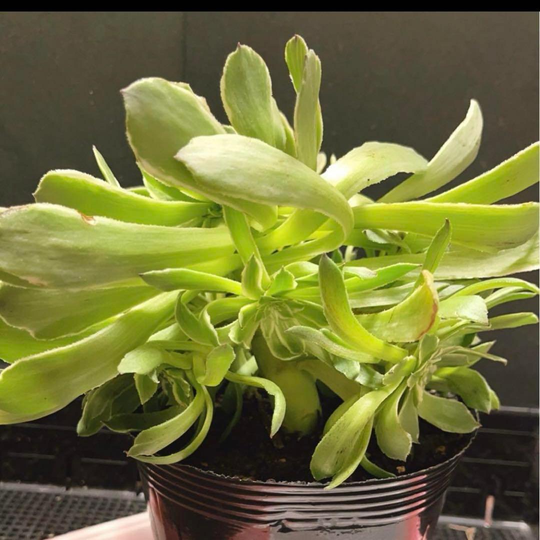 76#多肉植物❤️アエオニウム錦❤️青い波❤️1大頭8小頭24cm拔き苗