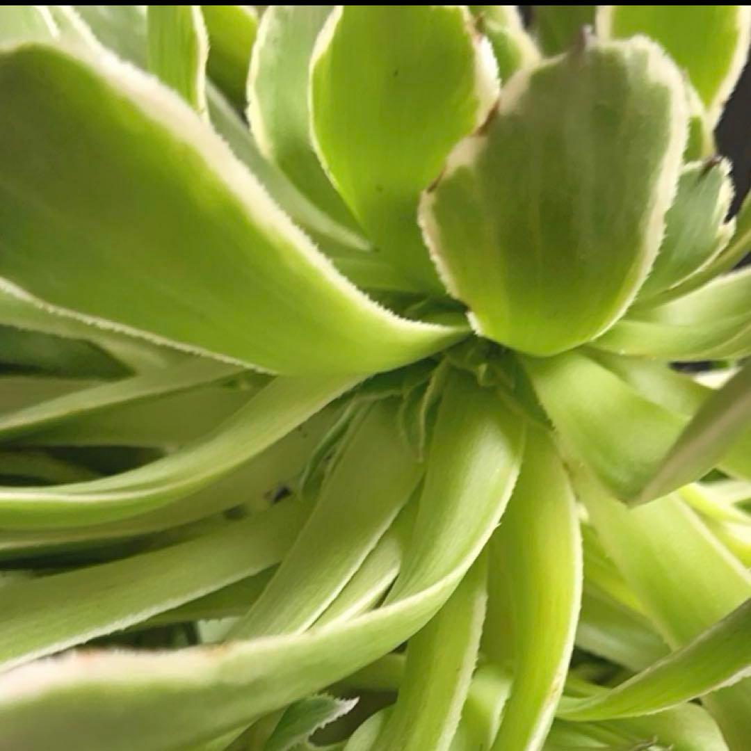 76#多肉植物❤️アエオニウム錦❤️青い波❤️1大頭8小頭24cm拔き苗