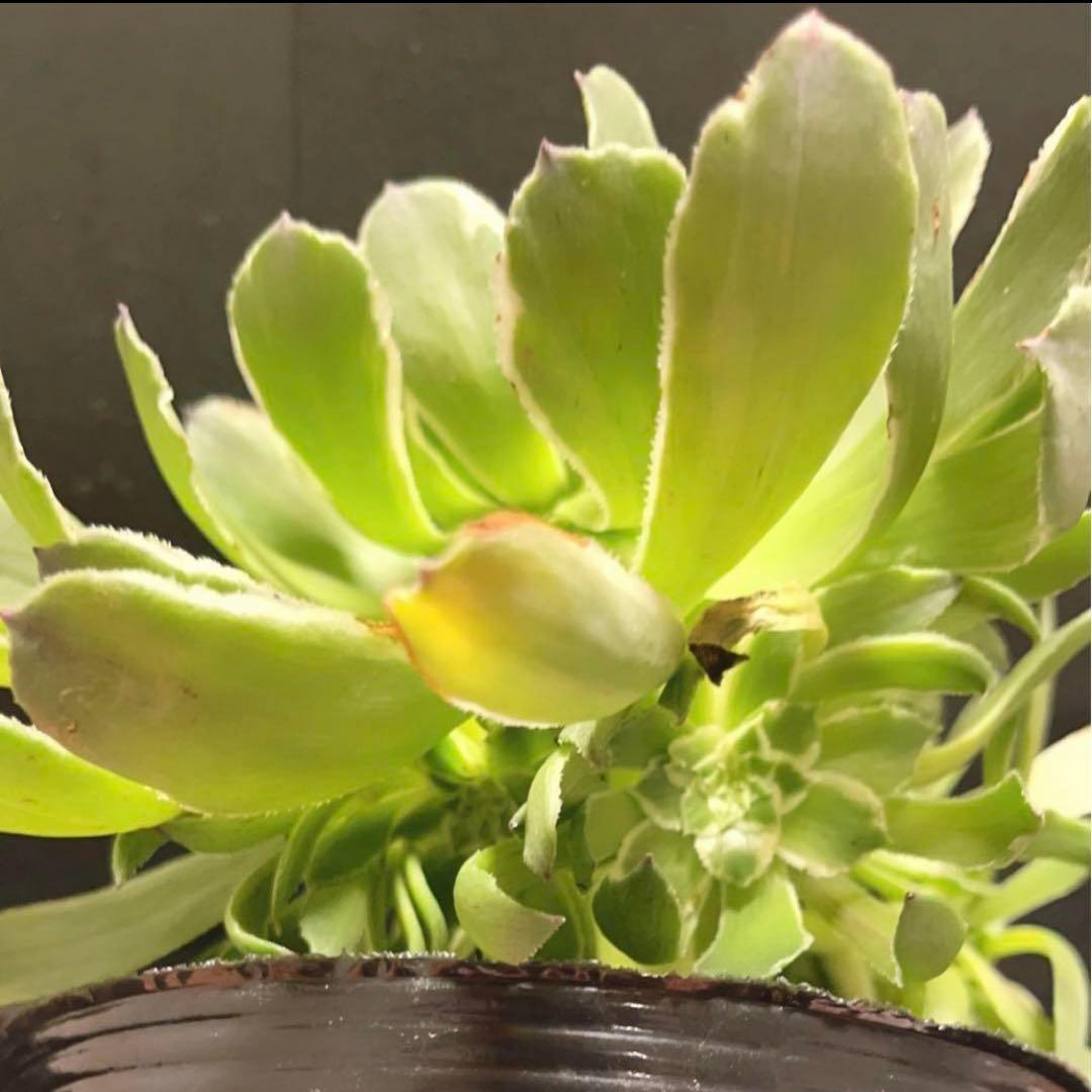 76#多肉植物❤️アエオニウム錦❤️青い波❤️1大頭8小頭24cm拔き苗