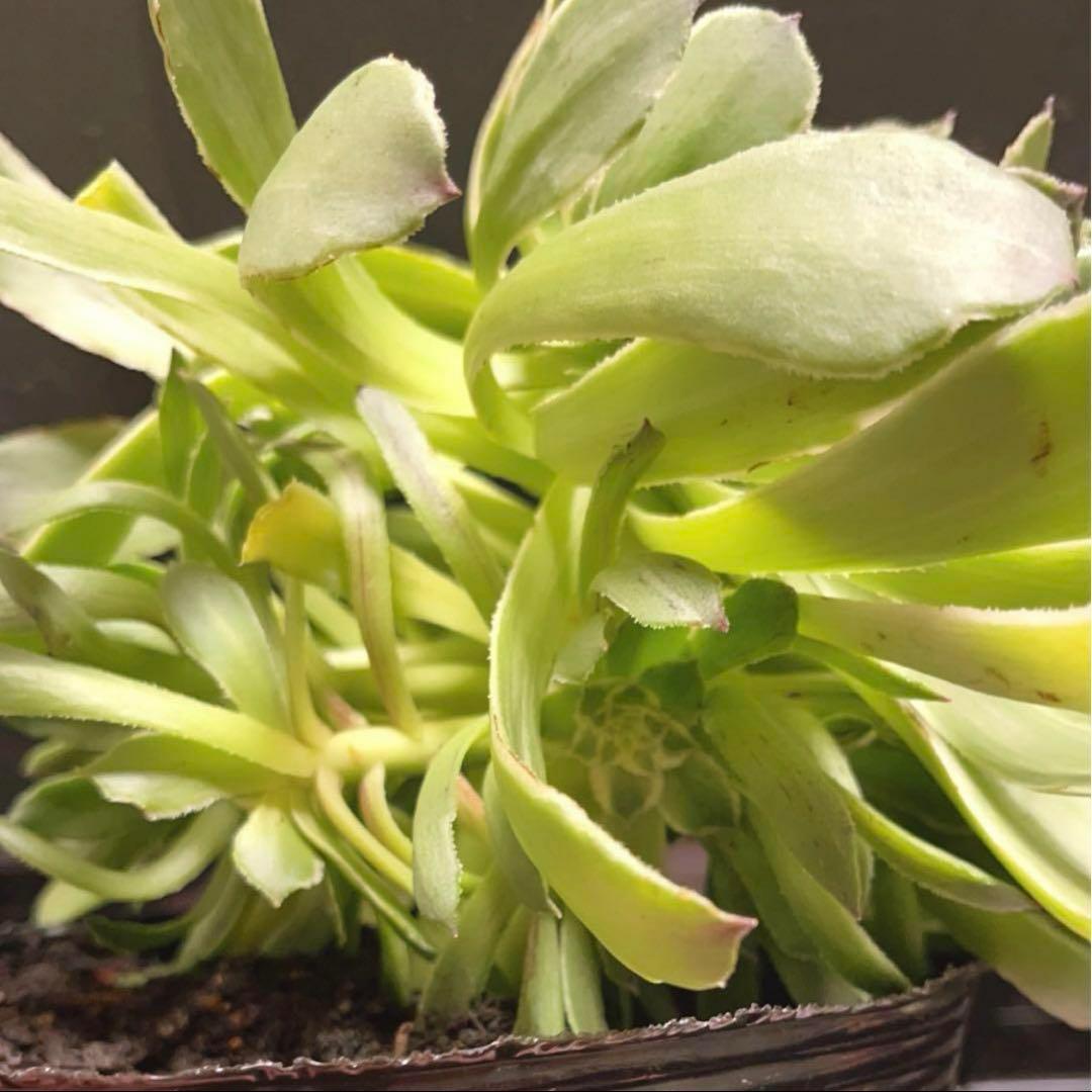 76#多肉植物❤️アエオニウム錦❤️青い波❤️1大頭8小頭24cm拔き苗