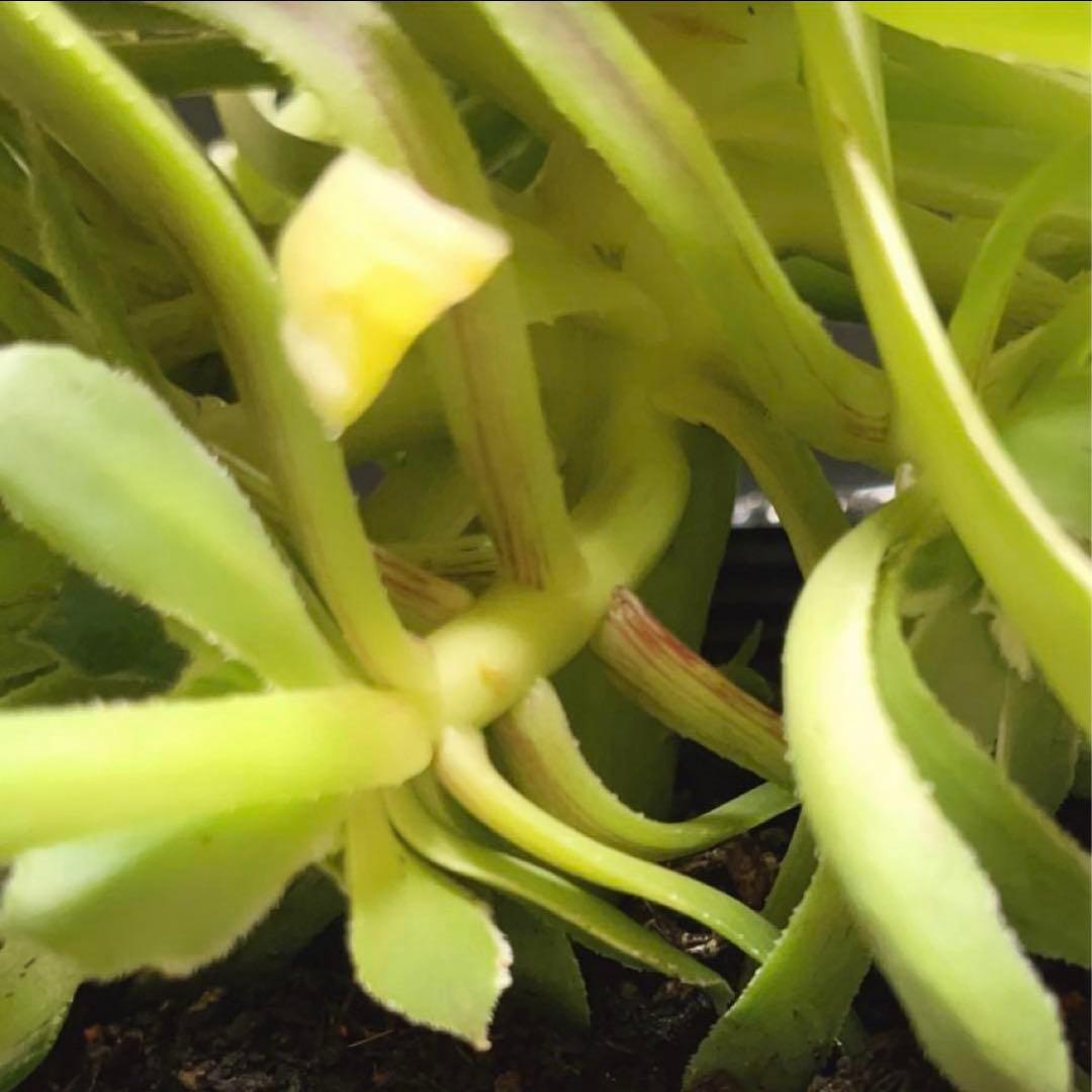 76#多肉植物❤️アエオニウム錦❤️青い波❤️1大頭8小頭24cm拔き苗