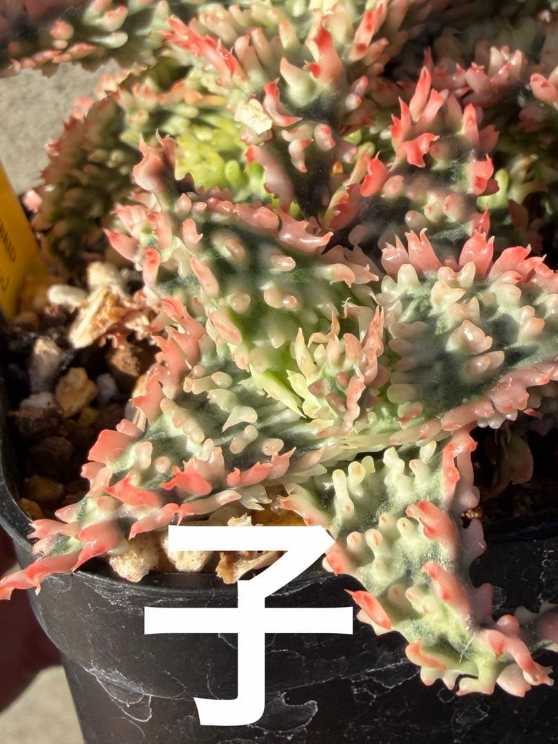 アロエ　ハイブリッド“tiger claw　Aloe hybrid 子株　第四種