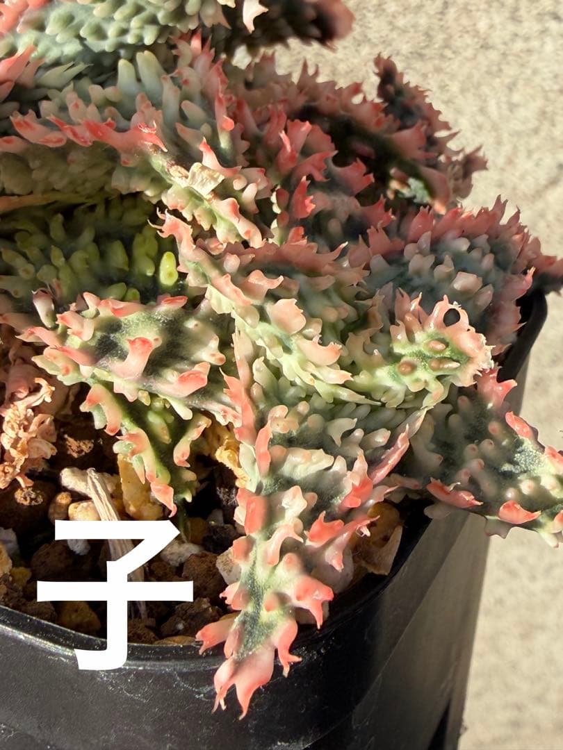 アロエ　ハイブリッド“tiger claw　Aloe hybrid 子株　第四種