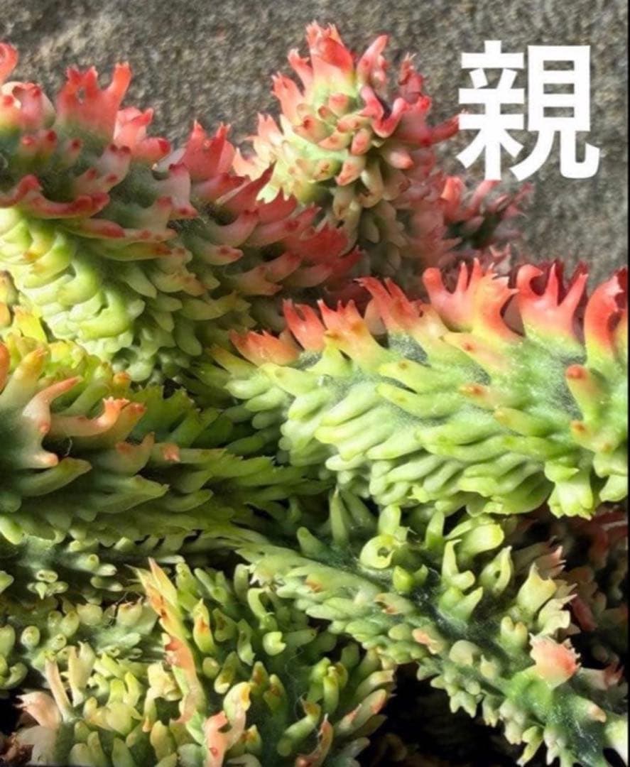 アロエ　ハイブリッド“tiger claw　Aloe hybrid 子株　第四種