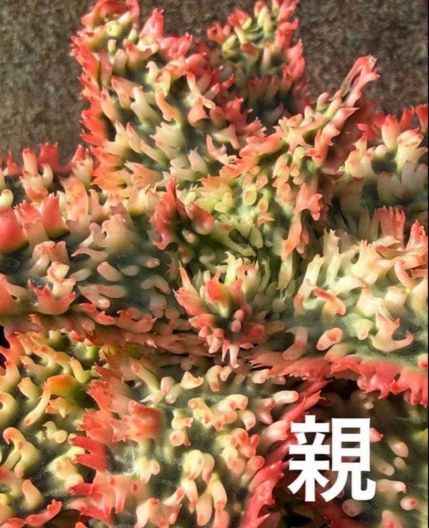 アロエ　ハイブリッド“tiger claw　Aloe hybrid 子株　第四種