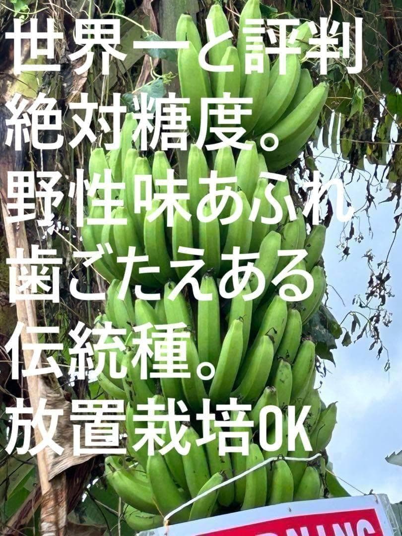 100㎝、世界一美味と絶賛◆伝統種・島バナナ、木熟OK＝バナナ苗◆称賛記事多数