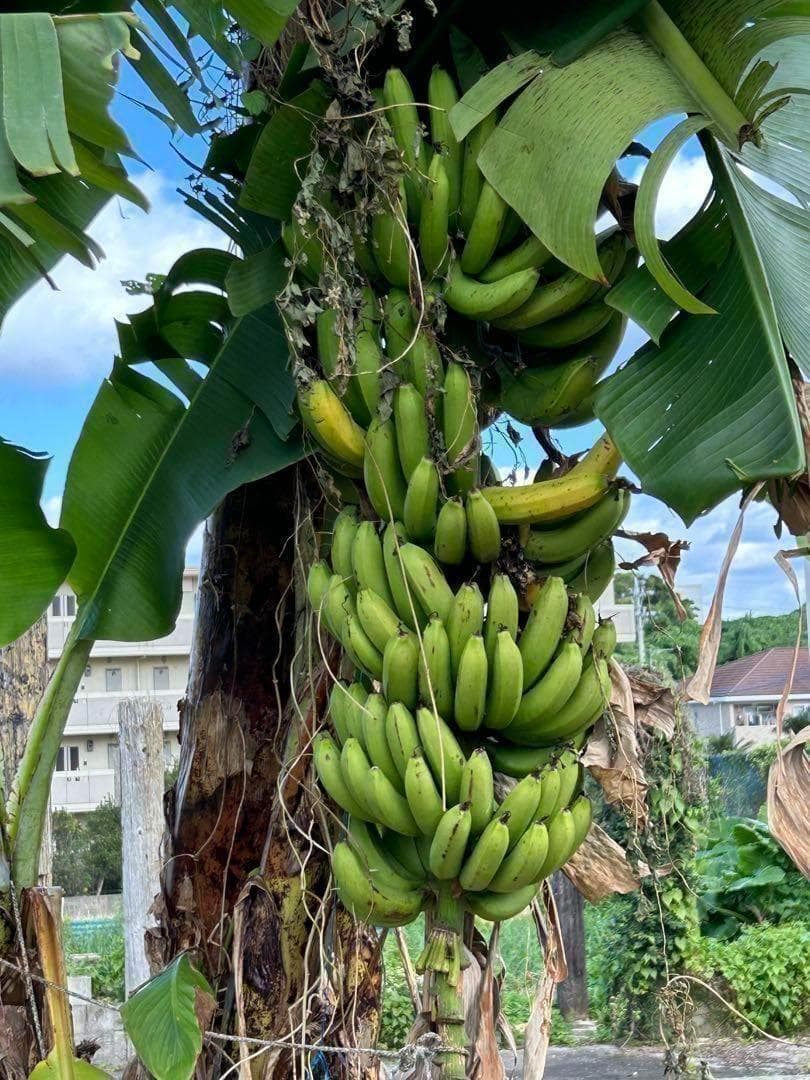 100㎝、世界一美味と絶賛◆伝統種・島バナナ、木熟OK＝バナナ苗◆称賛記事多数