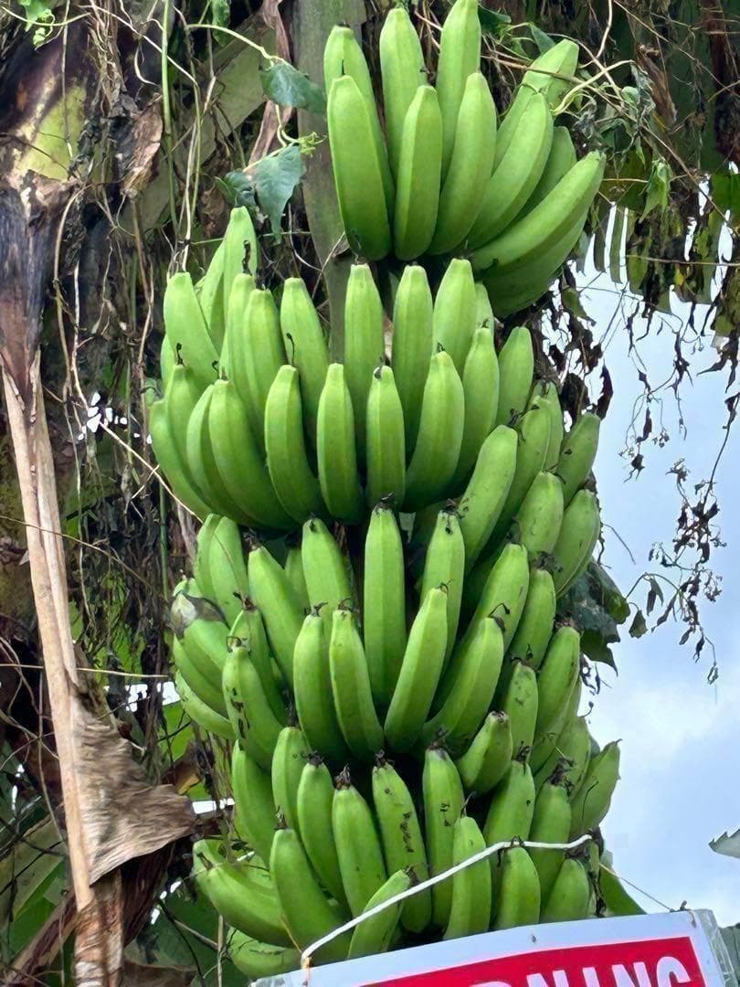 100㎝、世界一美味と絶賛◆伝統種・島バナナ、木熟OK＝バナナ苗◆称賛記事多数