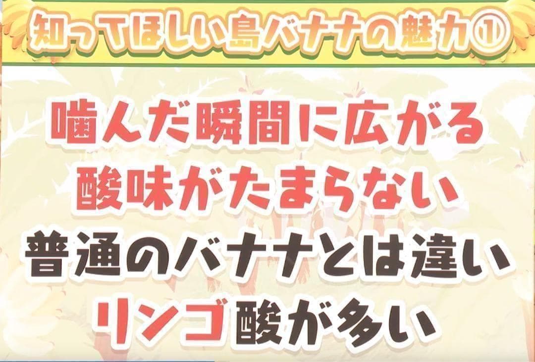 100㎝、世界一美味と絶賛◆伝統種・島バナナ、木熟OK＝バナナ苗◆称賛記事多数