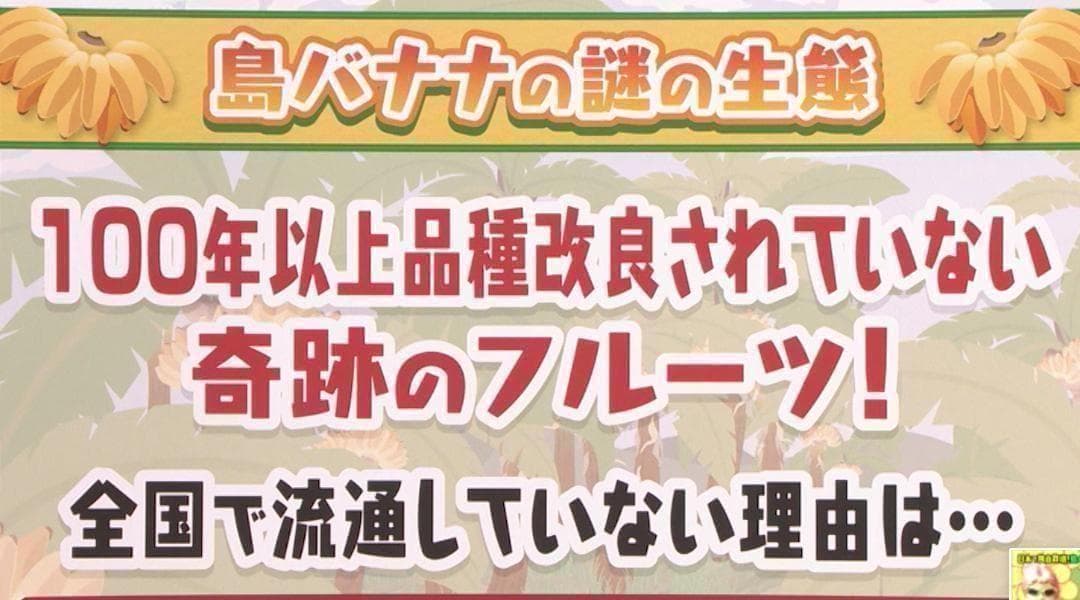 100㎝、世界一美味と絶賛◆伝統種・島バナナ、木熟OK＝バナナ苗◆称賛記事多数