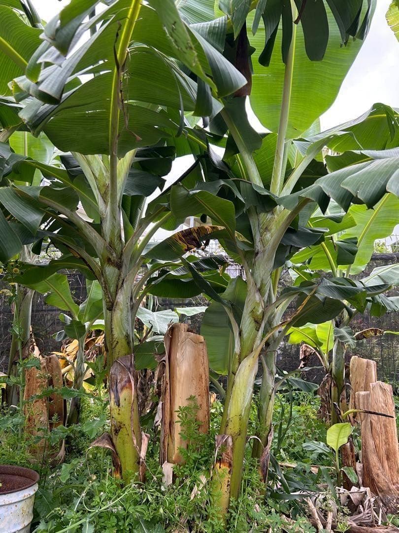 100㎝、世界一美味と絶賛◆伝統種・島バナナ、木熟OK＝バナナ苗◆称賛記事多数