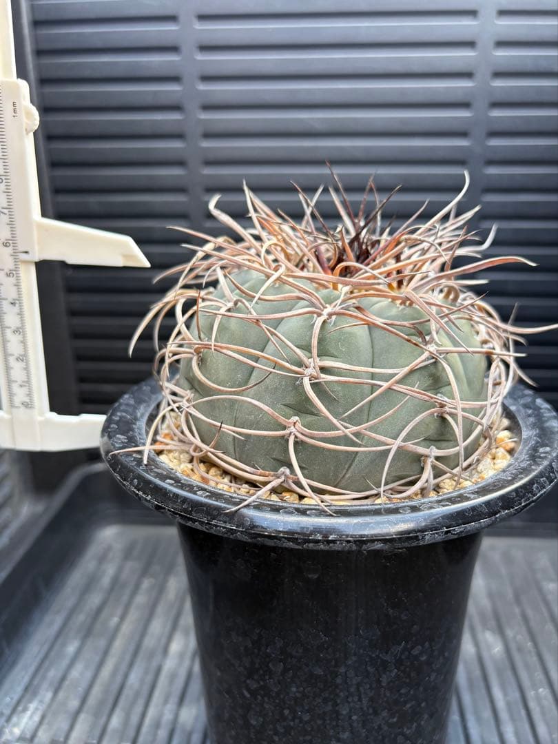 ★☆光琳玉　アメリカ実生☆★