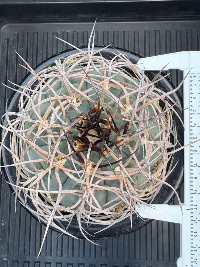 ★☆光琳玉　アメリカ実生☆★