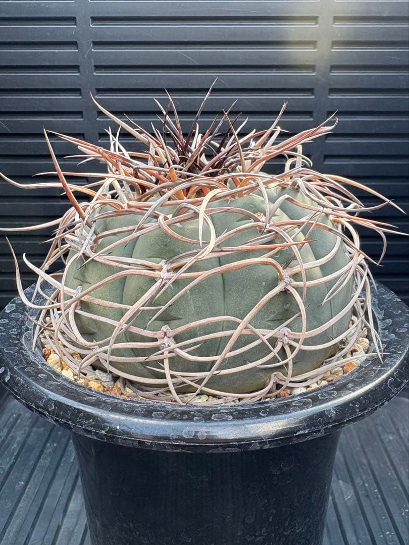 ★☆光琳玉　アメリカ実生☆★