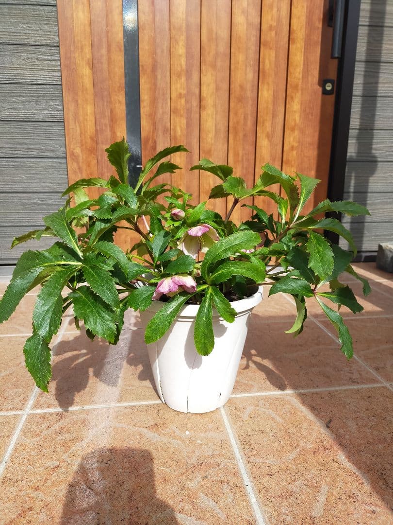 クリスマスローズ　ミヨシのクリスマスローズ　チェリーシフォン　開花株