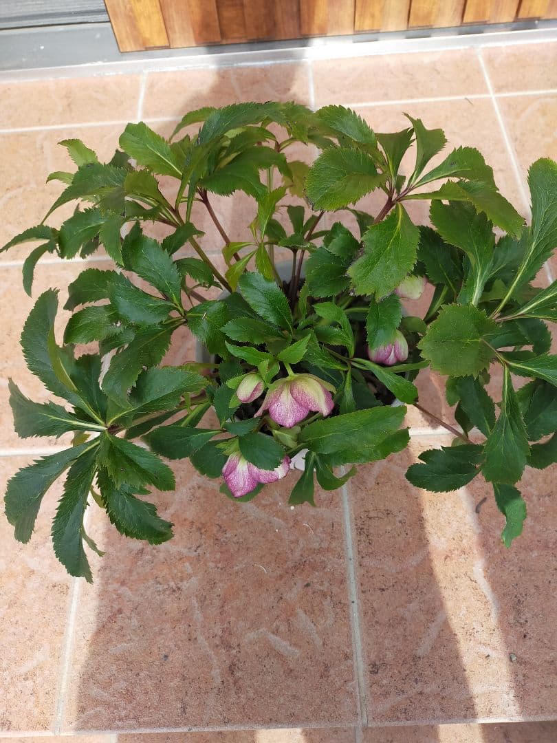 クリスマスローズ　ミヨシのクリスマスローズ　チェリーシフォン　開花株