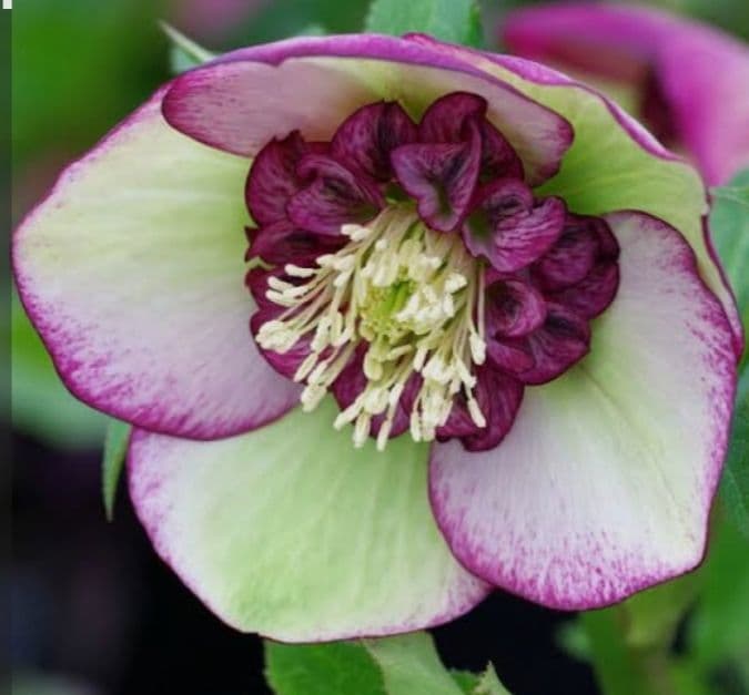 クリスマスローズ　ミヨシのクリスマスローズ　チェリーシフォン　開花株