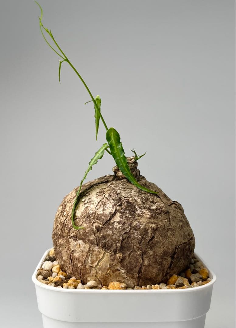 【激レア/塊根植物】アデニア ペナンギアナ 鉢植え B-1