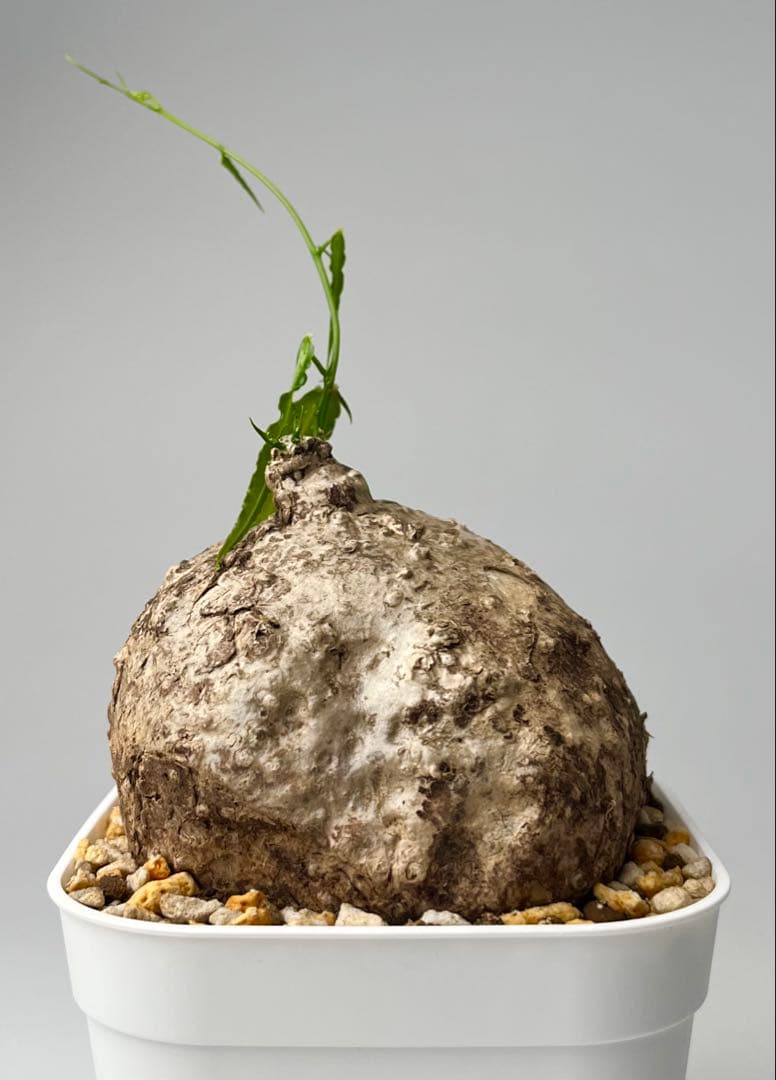 【激レア/塊根植物】アデニア ペナンギアナ 鉢植え B-1