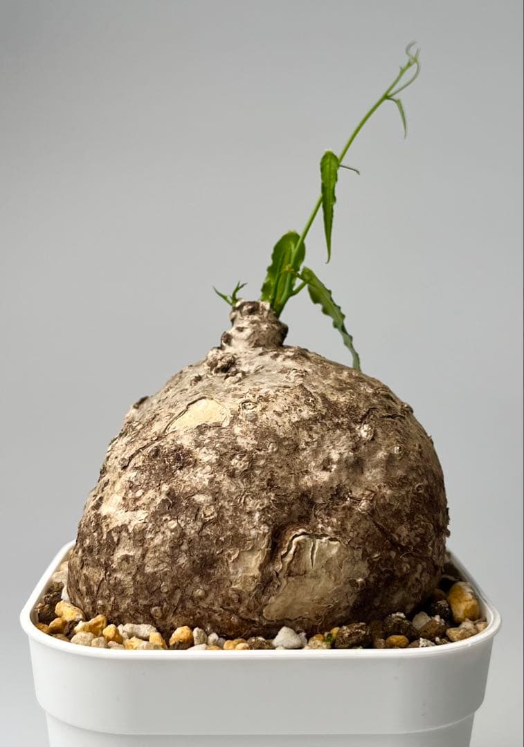 【激レア/塊根植物】アデニア ペナンギアナ 鉢植え B-1