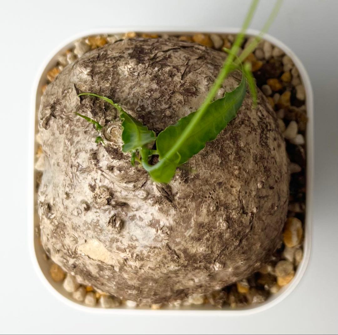 【激レア/塊根植物】アデニア ペナンギアナ 鉢植え B-1