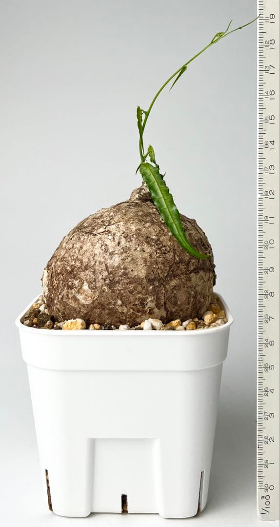 【激レア/塊根植物】アデニア ペナンギアナ 鉢植え B-1