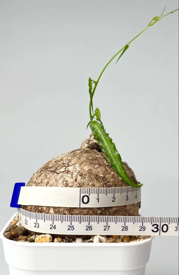 【激レア/塊根植物】アデニア ペナンギアナ 鉢植え B-1