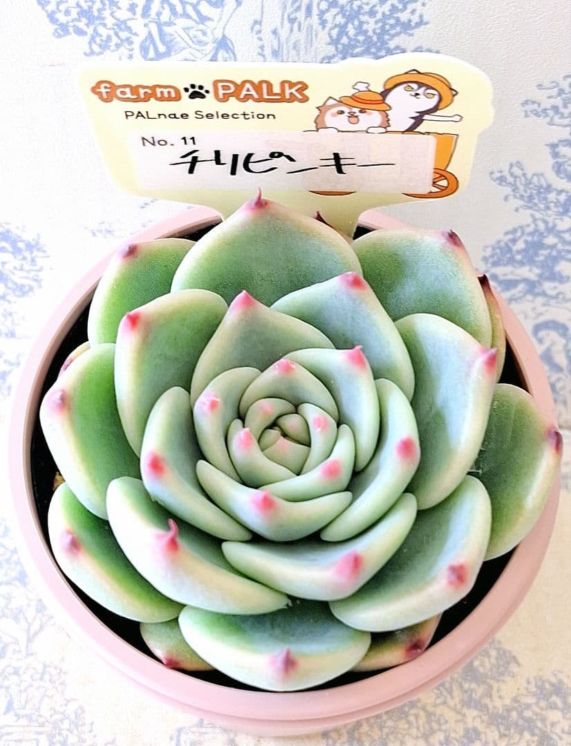 チリピンキー札付きポットごとメルカリ便ファームパルクさん苗