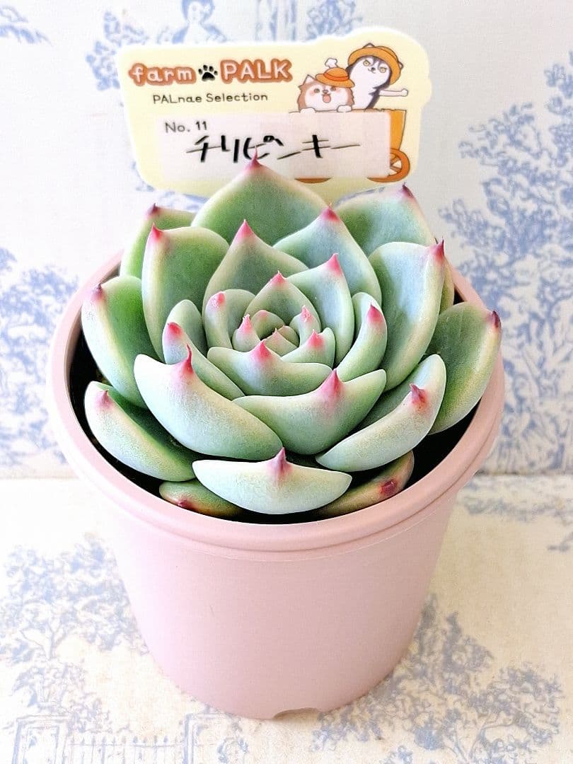 チリピンキー札付きポットごとメルカリ便ファームパルクさん苗